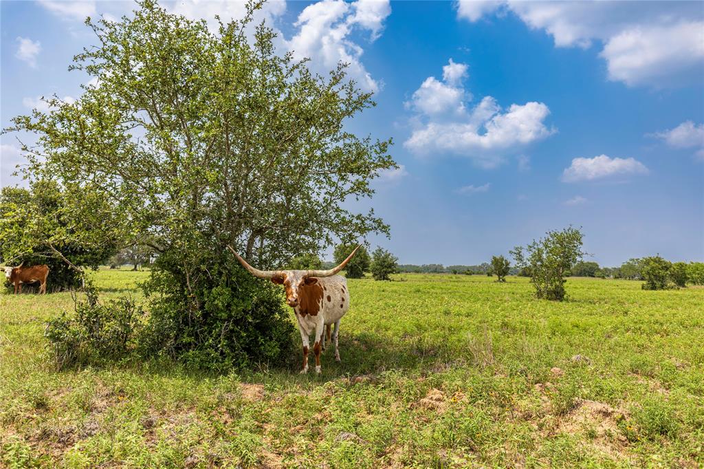 2948 County Road 106 Rd, Columbus, Texas image 8