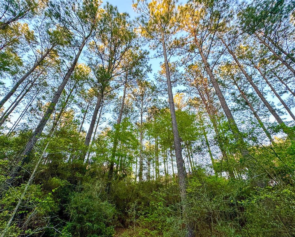 00 Copperleaf Road, Huntsville, Texas image 7