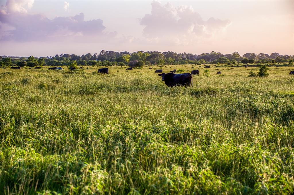 TBD Fm 1094, Sealy, Texas image 21