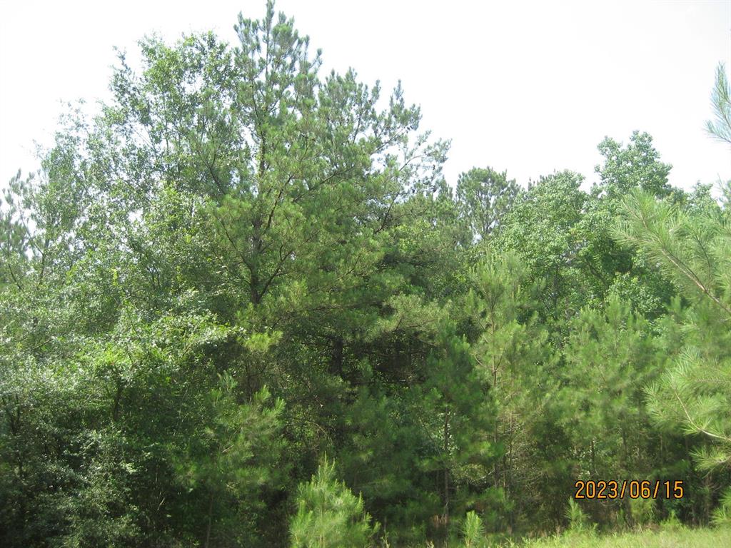 30079 Round Up Drive, Waller, Texas image 15