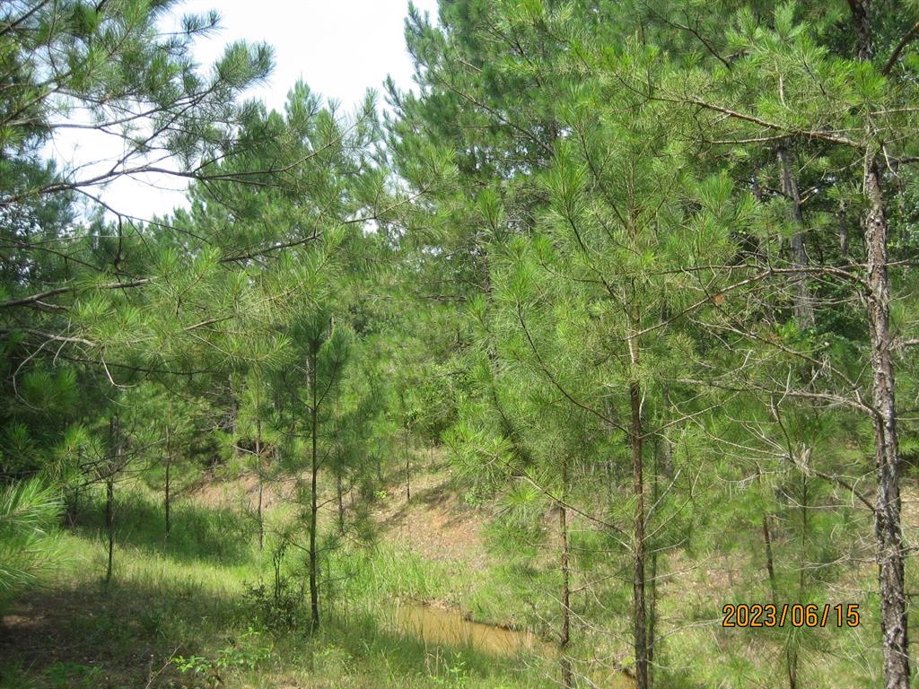 30079 Round Up Drive, Waller, Texas image 14