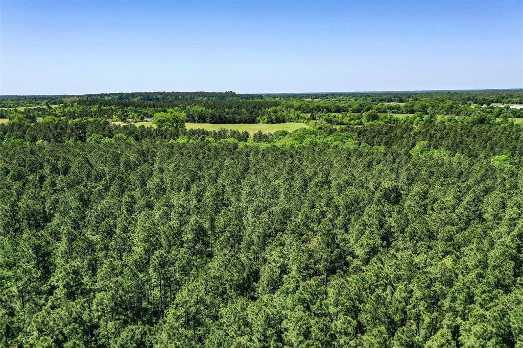 18.897 Ac Cr 1050, Crockett, Texas image 6