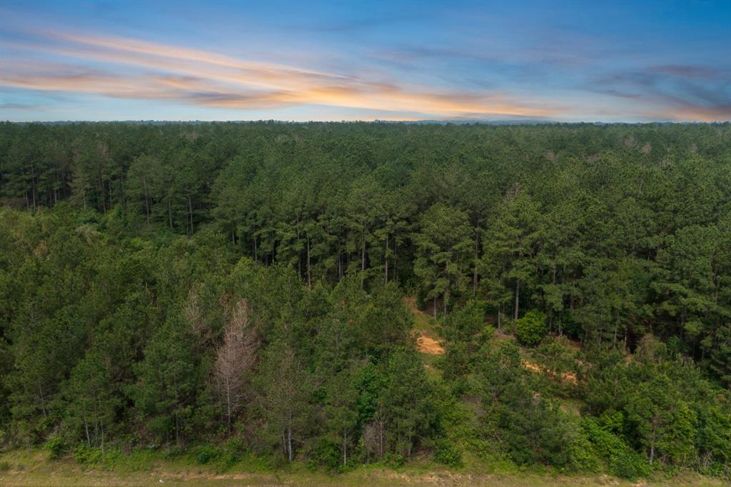 15899 Wood Grove Way, Willis, Texas image 2