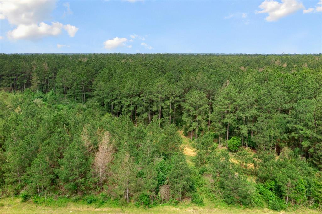 15899 Wood Grove Way, Willis, Texas image 3