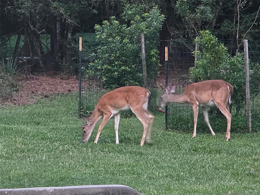 Conroe, Texas 77384, United States, 3 Bedrooms Bedrooms, ,2 BathroomsBathrooms,Residential,Active,139705