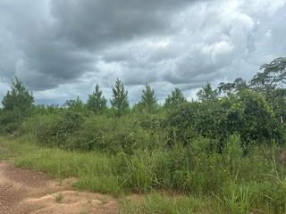 Lot 35 Soda Loop, Livingston, Texas image 17