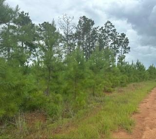 Lot 35 Soda Loop, Livingston, Texas image 9