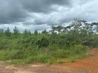 Lot 35 Soda Loop, Livingston, Texas image 4