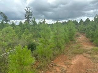 Lot 35 Soda Loop, Livingston, Texas image 11