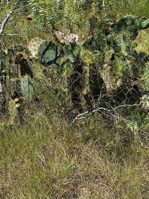 TBD Private Road, Waelder, Texas image 9