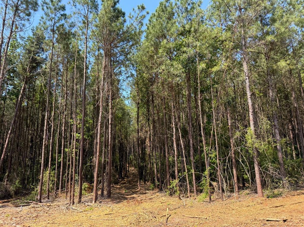 3 Camp Ruby Road, Livingston, Texas image 11