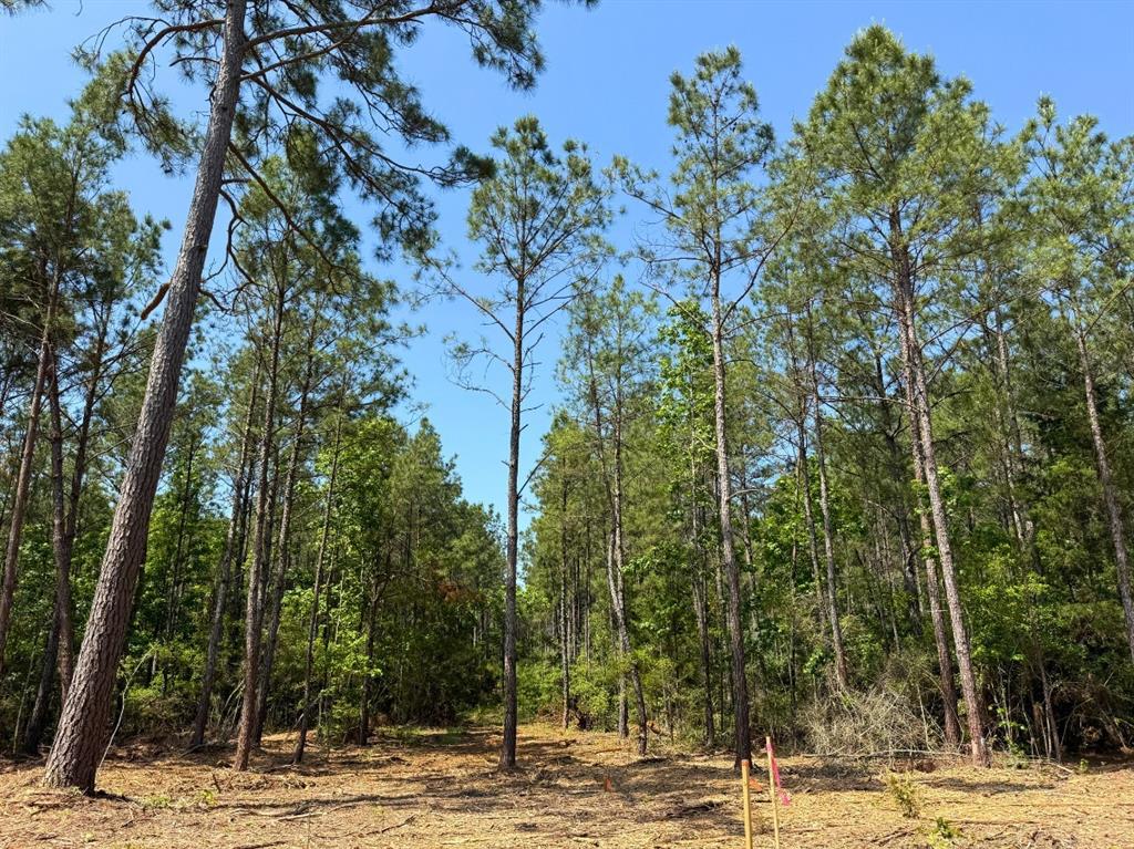 3 Camp Ruby Road, Livingston, Texas image 10