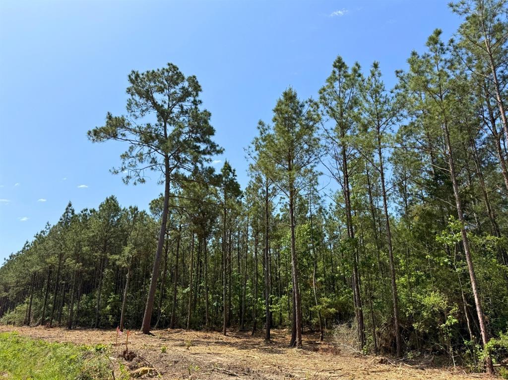 3 Camp Ruby Road, Livingston, Texas image 9