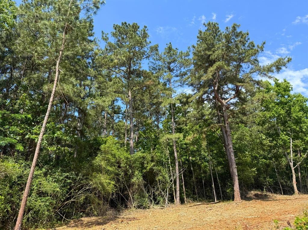 3 Camp Ruby Road, Livingston, Texas image 5