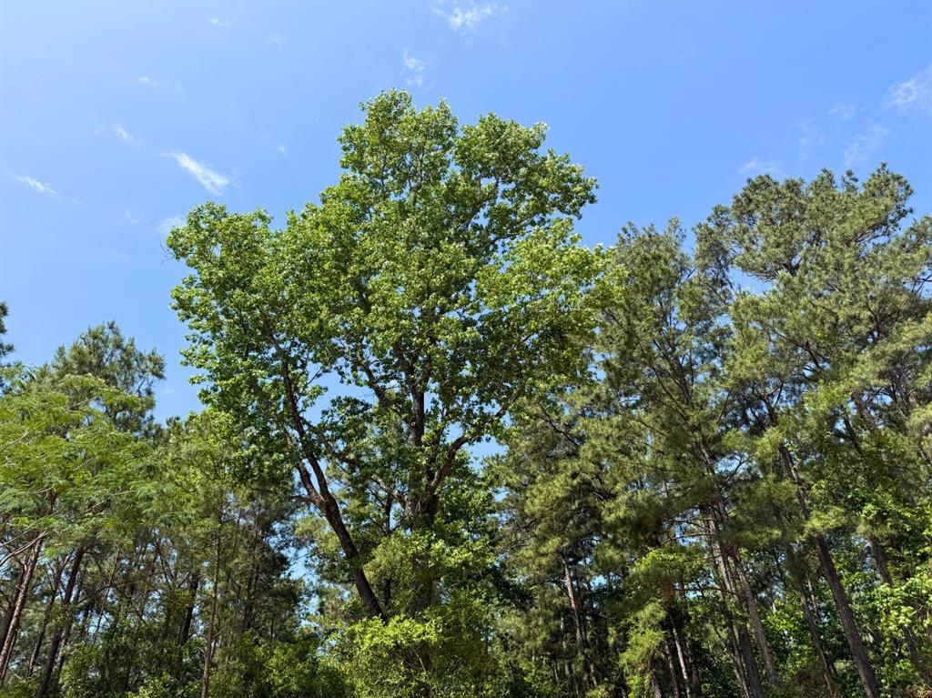 3 Camp Ruby Road, Livingston, Texas image 7