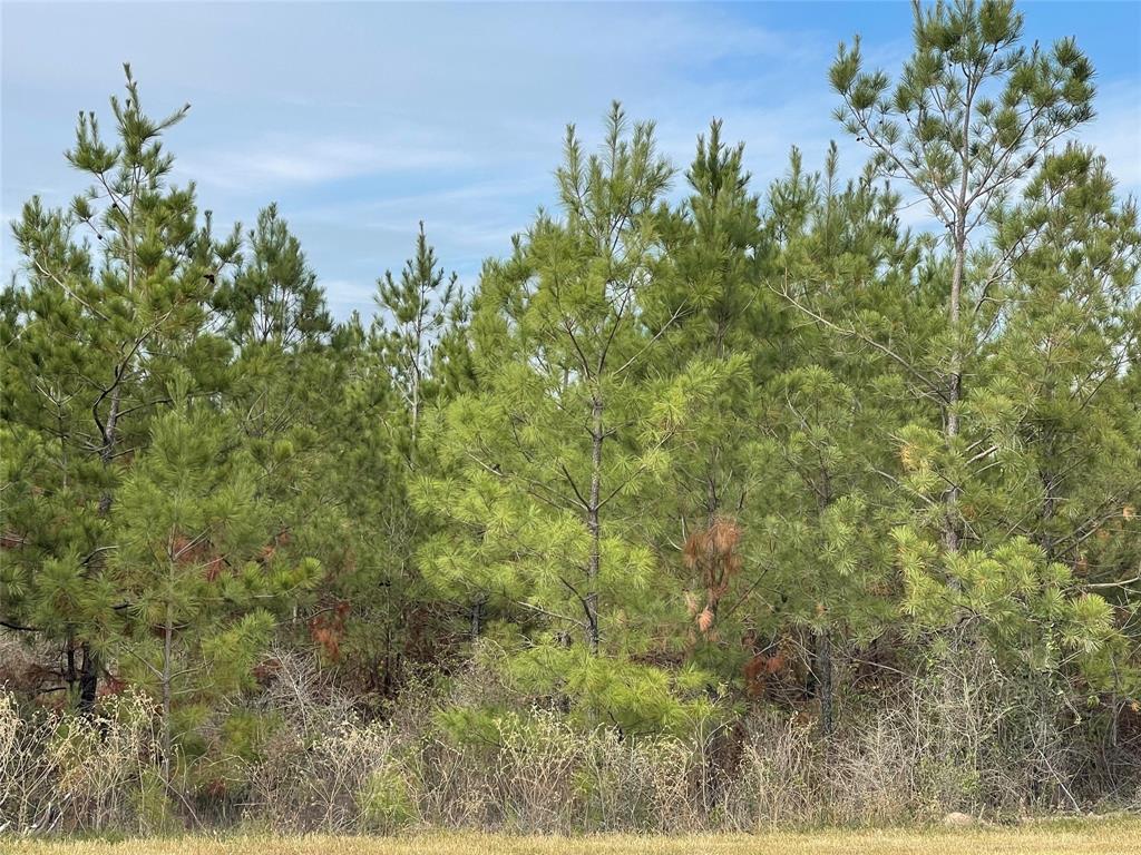 15309 Forest Grove Drive, Willis, Texas image 6