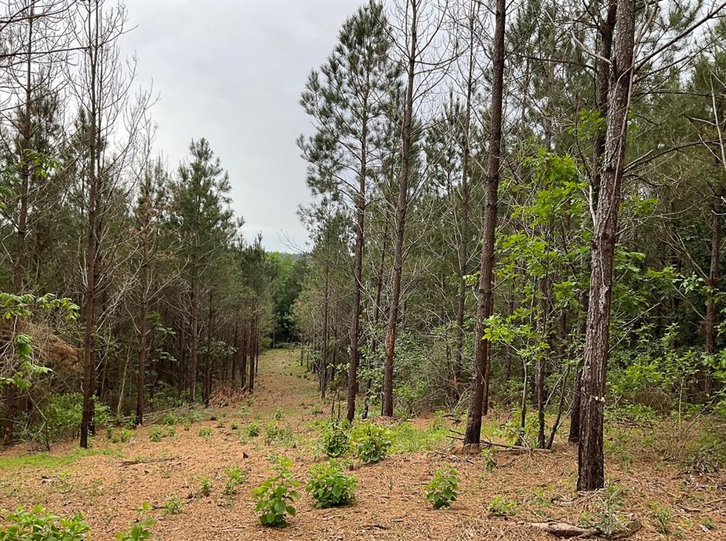 03 County Road 1090, Center, Texas image 13