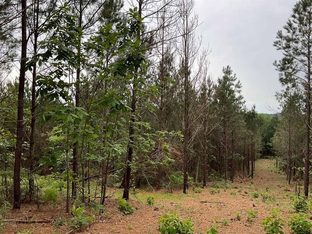 03 County Road 1090, Center, Texas image 11