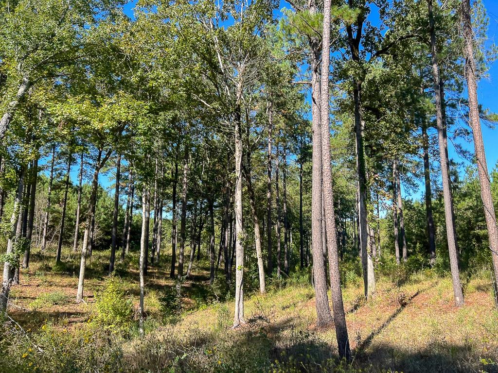 03 County Road 1090, Center, Texas image 9