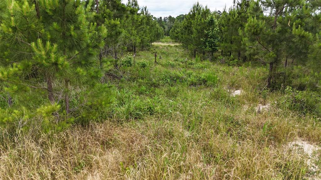 TBD  68 Young Road, Livingston, Texas image 4