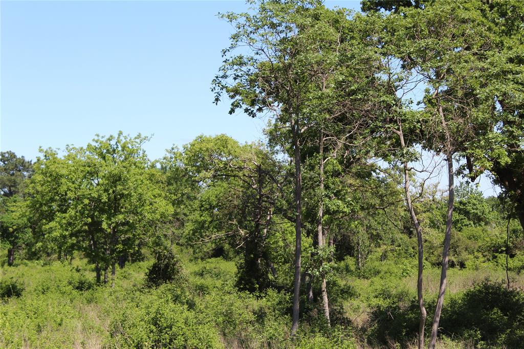 TR 53 Pr 1315 Road, Centerville, Texas image 9