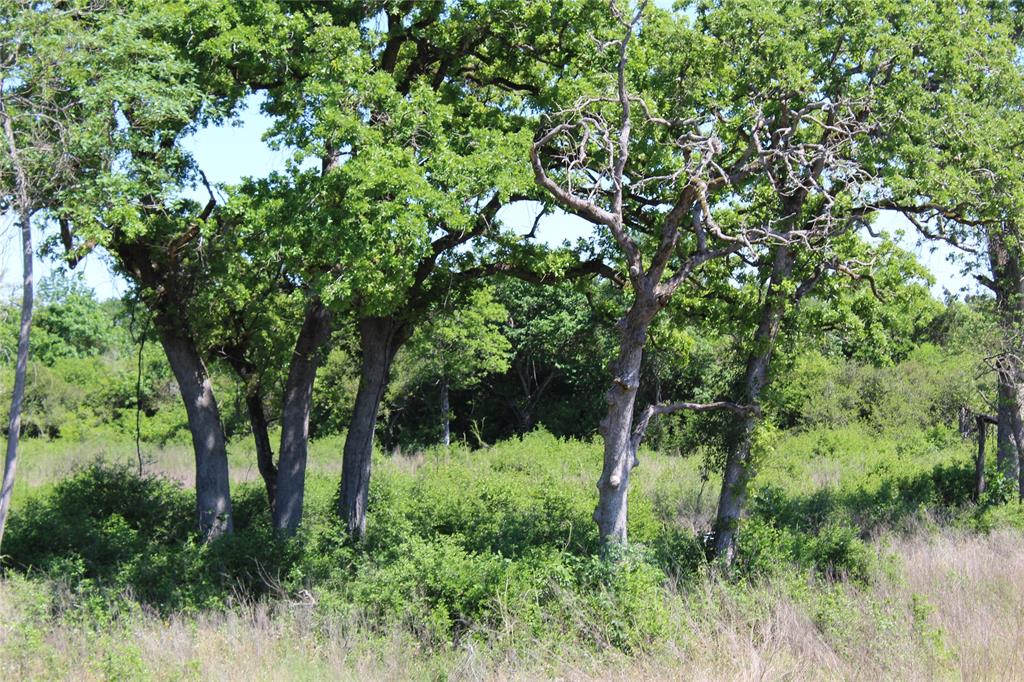 TR 53 Pr 1315 Road, Centerville, Texas image 10