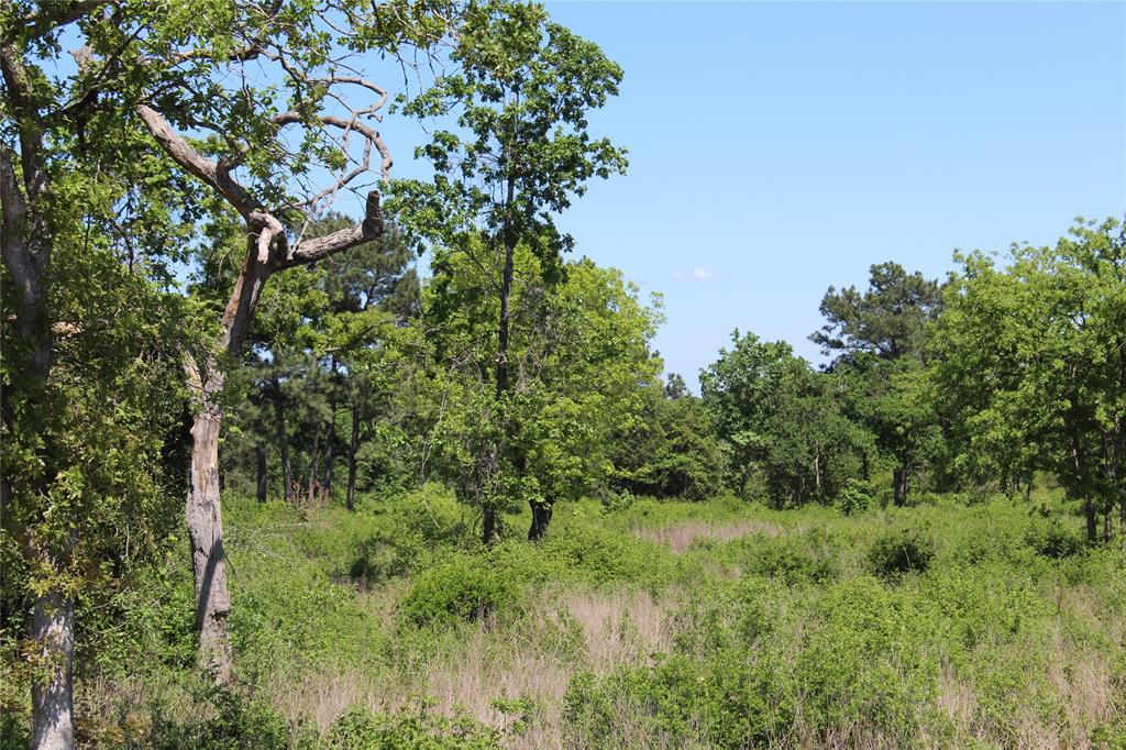 TR 53 Pr 1315 Road, Centerville, Texas image 8