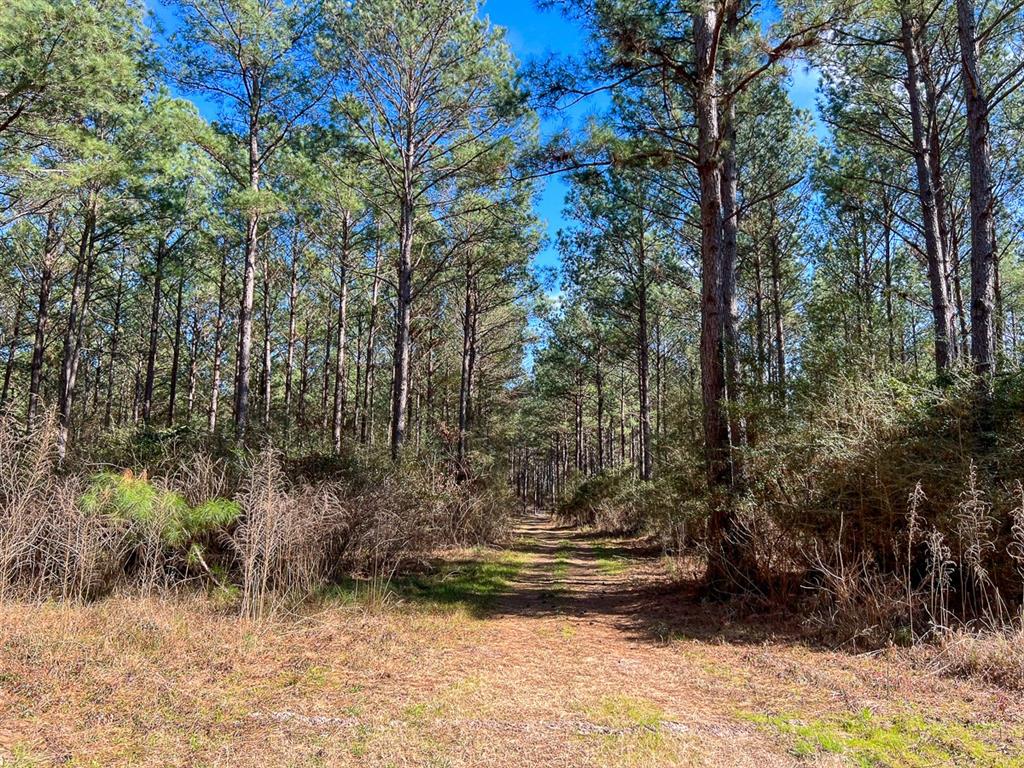 000 Union Springs Rd, Corrigan, Texas image 11