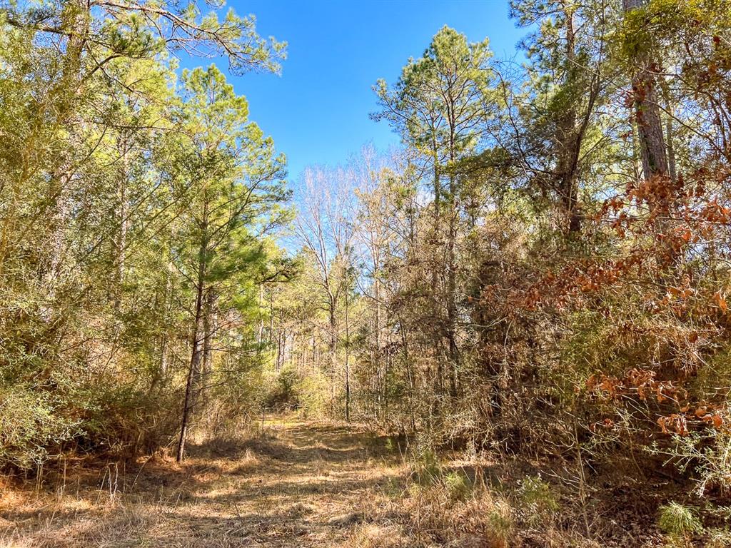 000 Union Springs Rd, Corrigan, Texas image 8