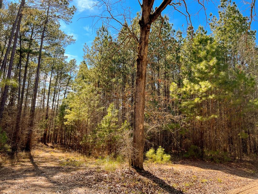 000 Union Springs Rd, Corrigan, Texas image 2