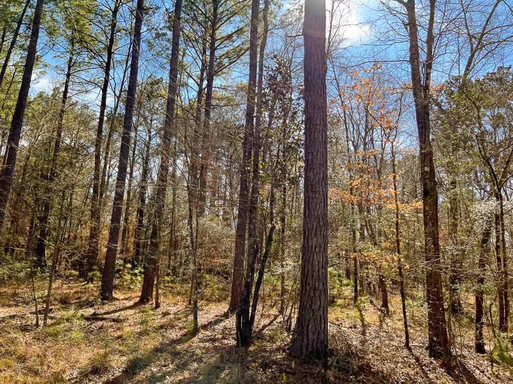 000 Union Springs Rd, Corrigan, Texas image 6