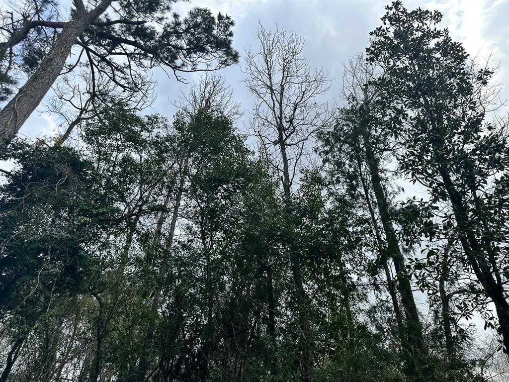 Redbud Drive, Conroe, Texas image 3