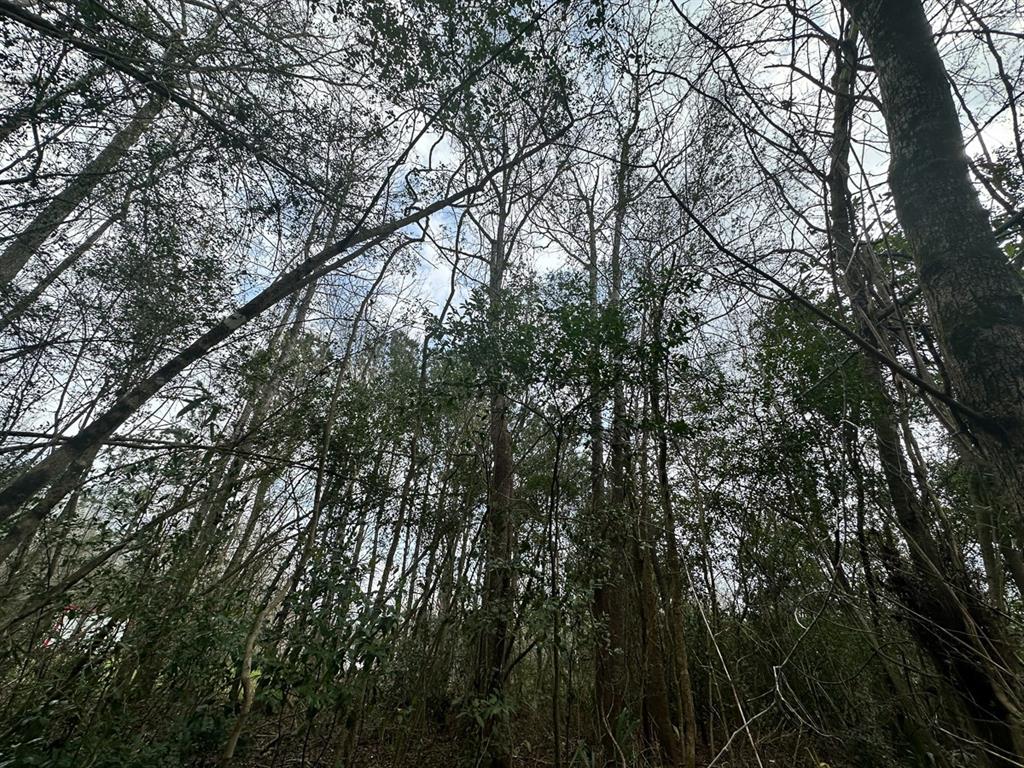 Redbud Drive, Conroe, Texas image 13