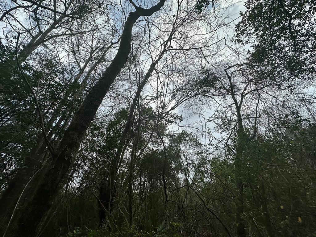 Redbud Drive, Conroe, Texas image 12