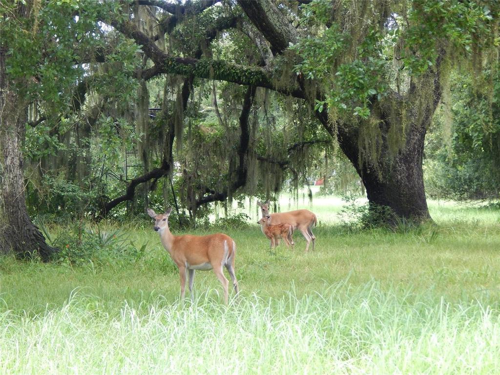 755 Sunset Trail, Angleton, Texas image 7