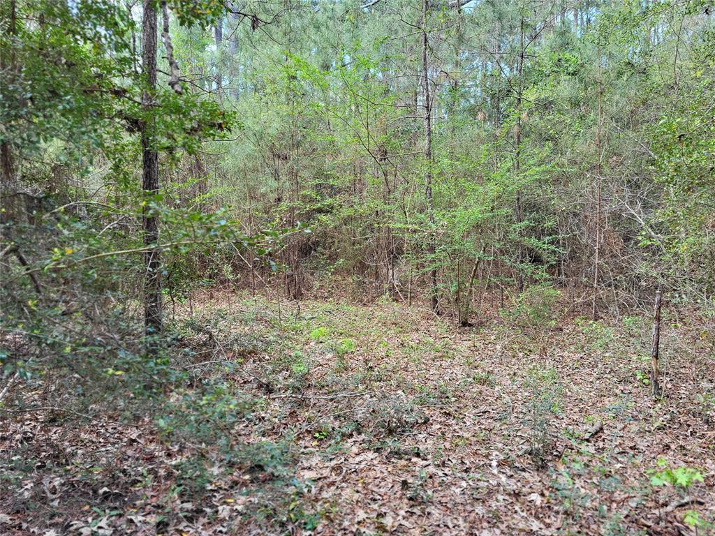 TBD S Sierra Street, Coldspring, Texas image 7