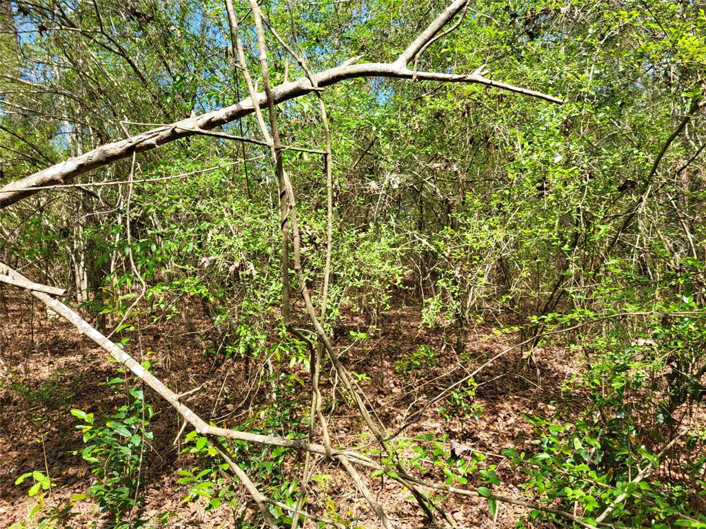 TBD S Sierra Street, Coldspring, Texas image 9