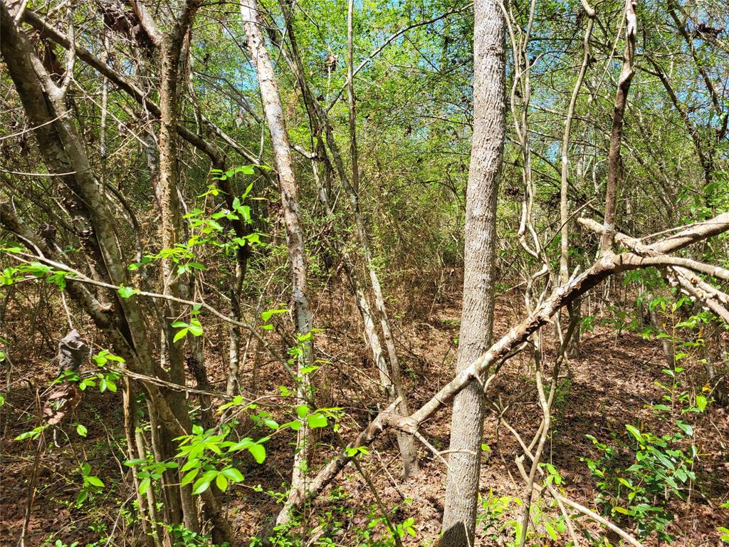 TBD S Sierra Street, Coldspring, Texas image 10