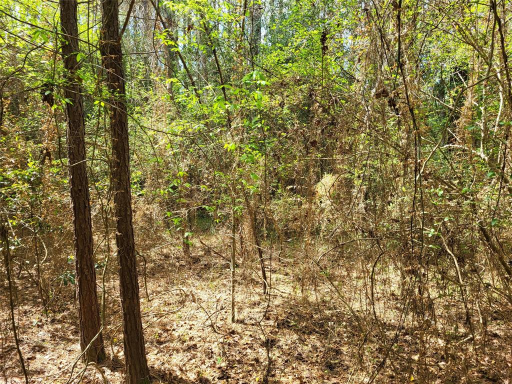 TBD S Sierra Street, Coldspring, Texas image 11