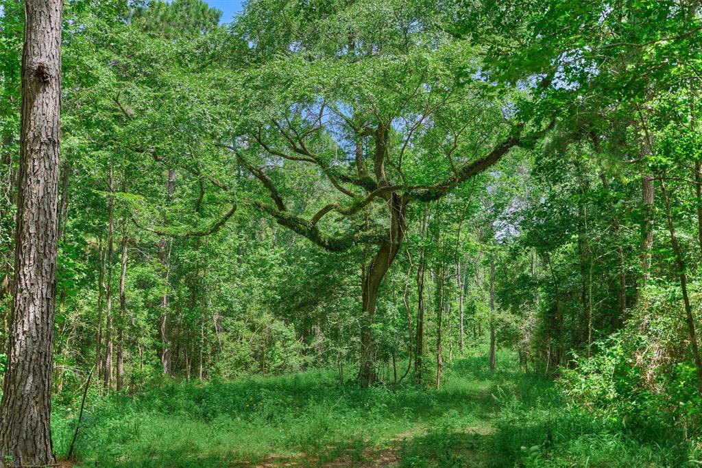 Tract C Sharp View Road, Montgomery, Texas image 1