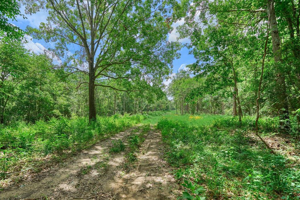 Tract C Sharp View Road, Montgomery, Texas image 11