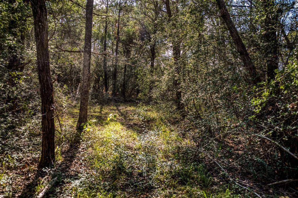 TBD Wildlife Circle, Carmine, Texas image 3