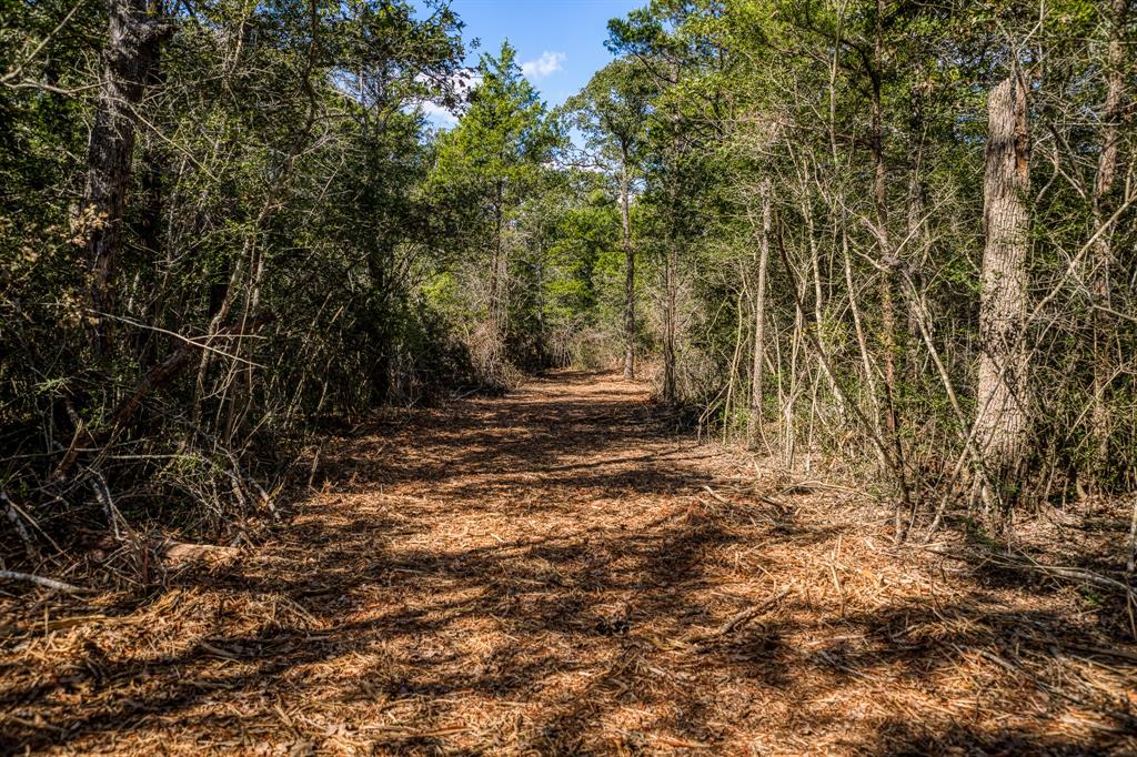 TBD Wildlife Circle, Carmine, Texas image 5