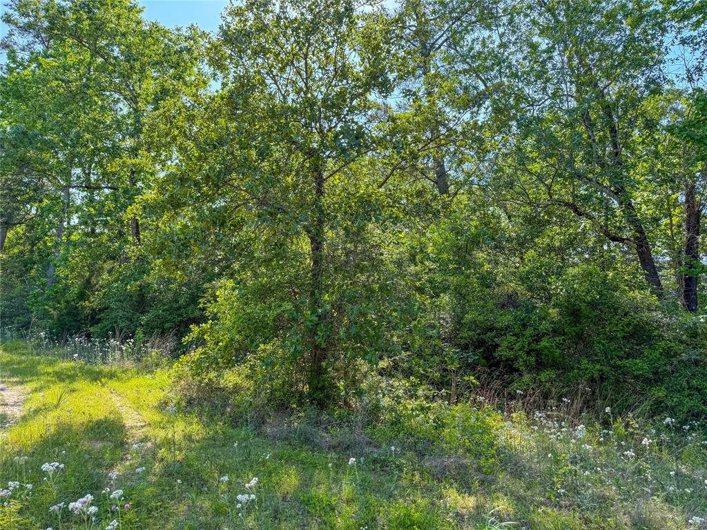 TBD Hwy 69, Woodville, Texas image 30