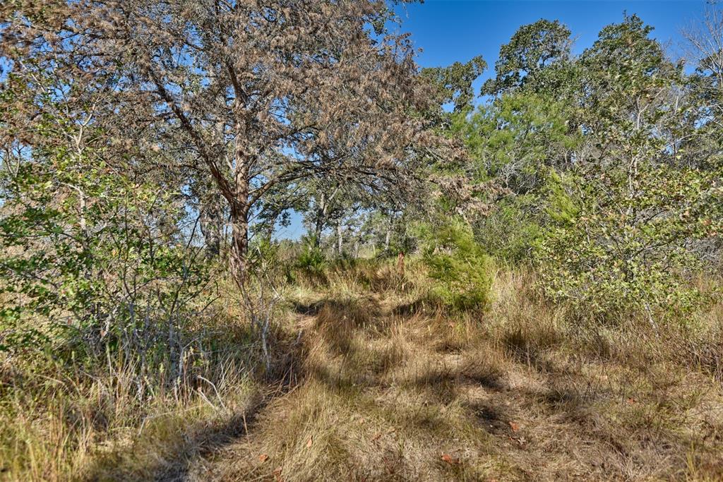 TBD Burr Oak Lane, Somerville, Texas image 7