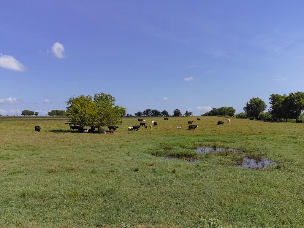 1011 Fm 956, Schulenburg, Texas image 8