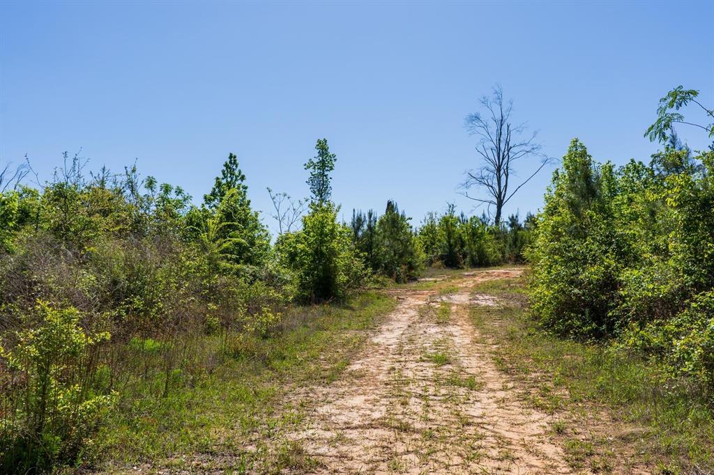 TBD 2 State Hwy 63, Burkeville, Texas image 10