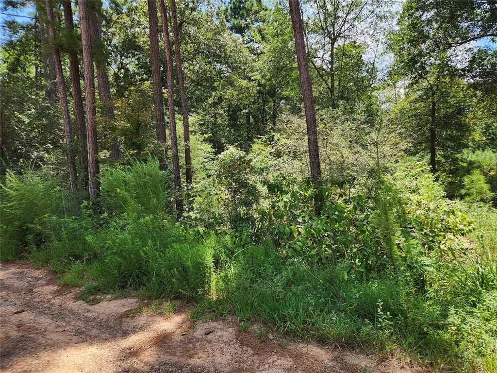 Lot 6 Smokethorn Lane, Plantersville, Texas image 17