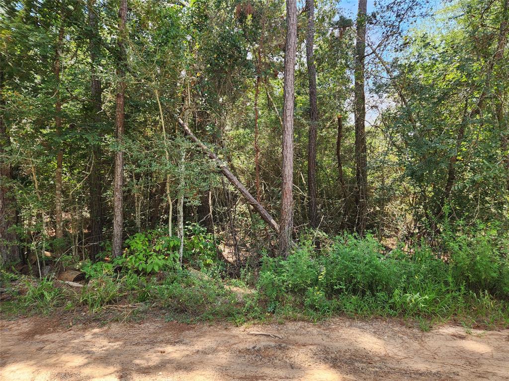 Lot 6 Smokethorn Lane, Plantersville, Texas image 13