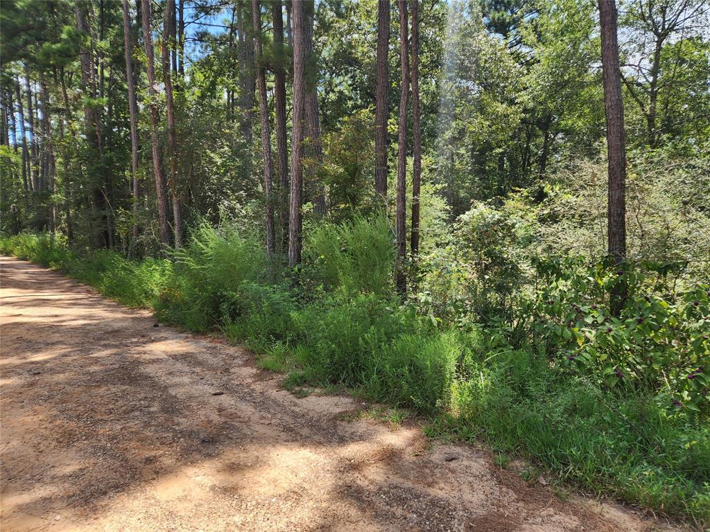 Lot 6 Smokethorn Lane, Plantersville, Texas image 20